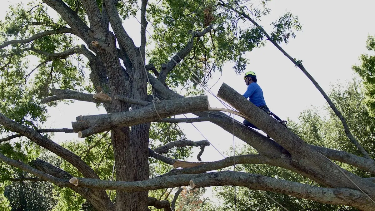 Professional Hazardous Tree Removal performed by certified arborists in Floydada