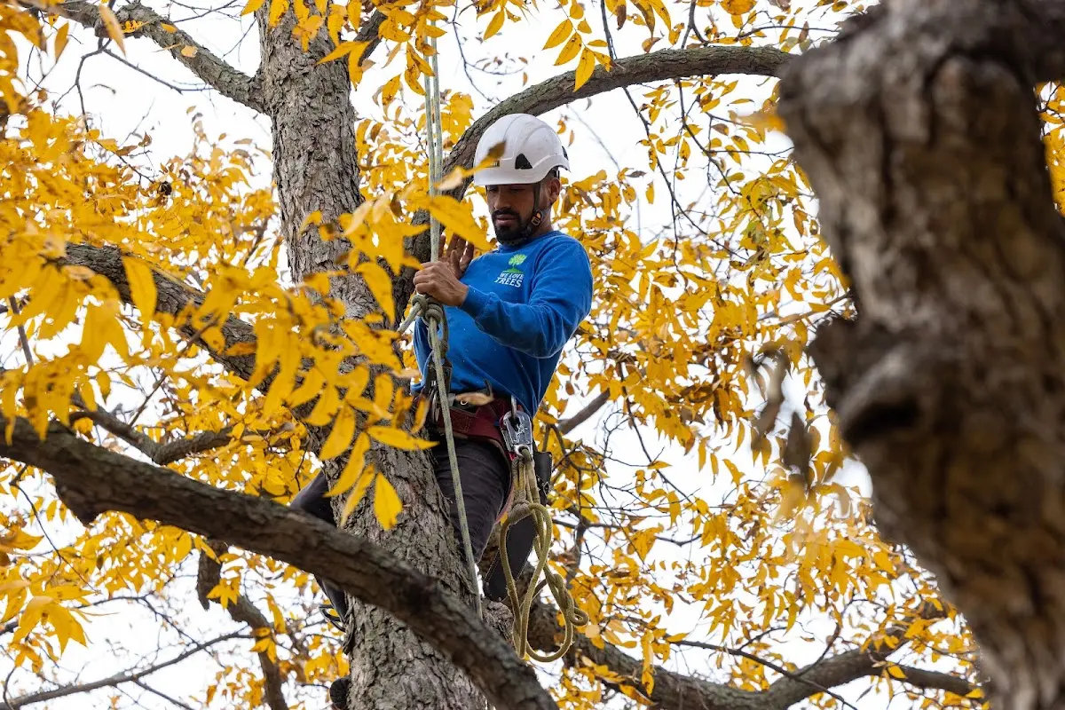 Skilled Tree Planing crew working in Floydada